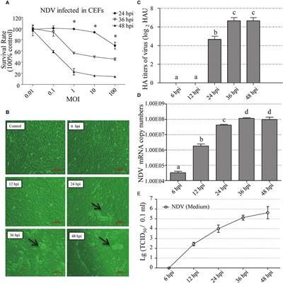 Induction of Avian β-Defensin 2 Is Possibly Mediated by the p38 MAPK Signal Pathway in Chicken Embryo Fibroblasts After Newcastle Disease Virus Infection